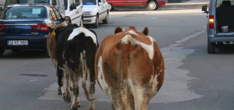 Hayvanı olan köye gidecek!