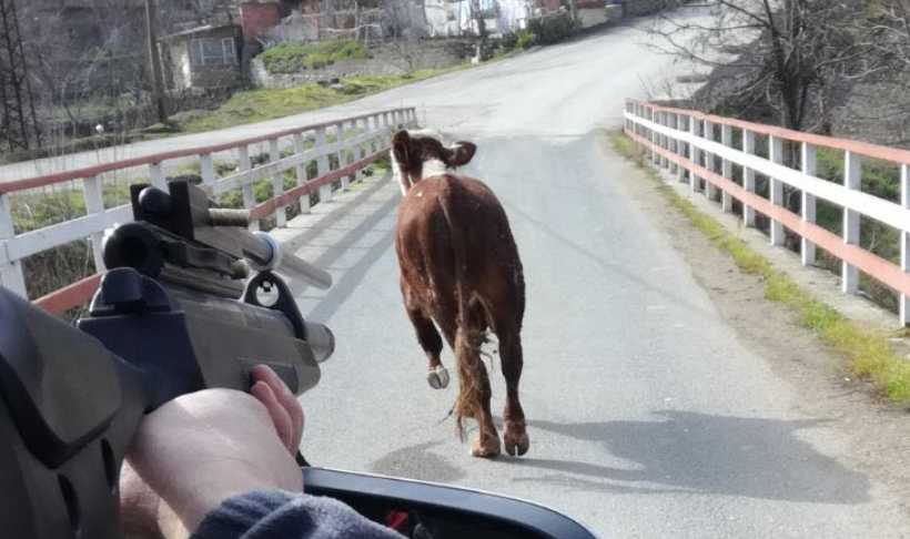 Danalar savaş alanına çevirdi