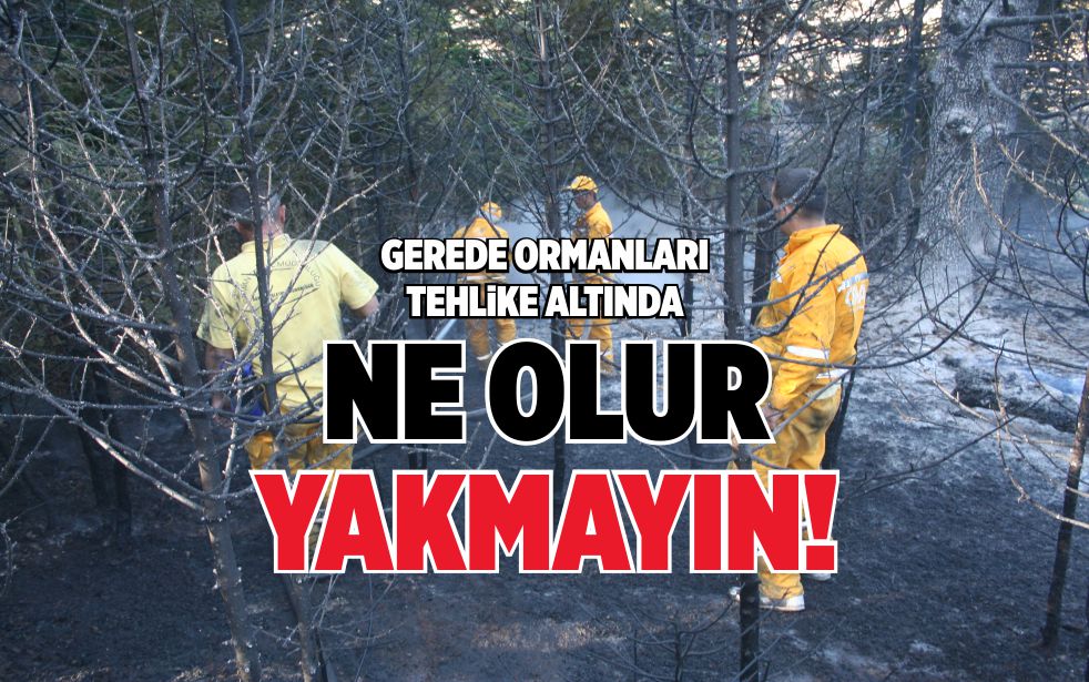 GEREDE ORMANLARI TEHLİKE ALTINDA